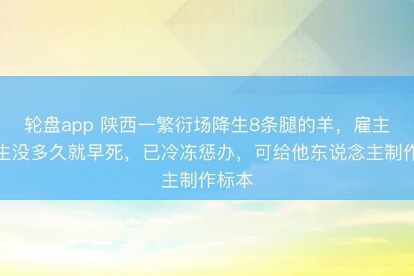 轮盘app 陕西一繁衍场降生8条腿的羊，雇主称降生没多久就早死，已冷冻惩办，可给他东说念主制作标本